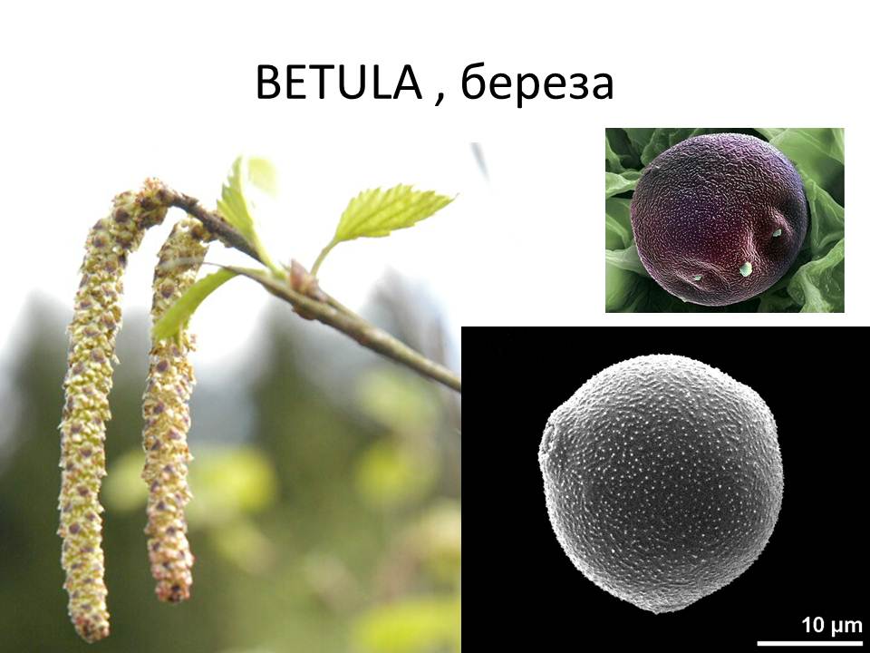 Цветение деревьев