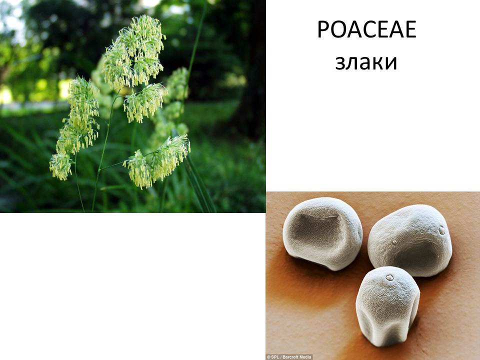 Пыльца аллергенных растений, цветущих в Ставропольском крае